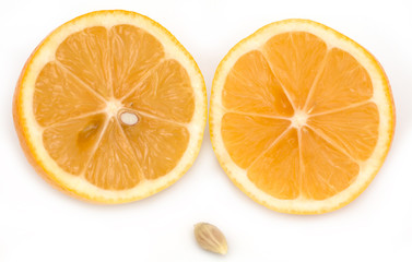 Lemon on a white background