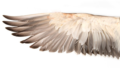 duck wings on a white background