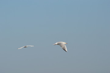 mouette