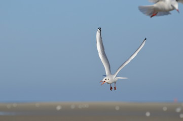 mouette