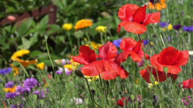 Red Poppies in front of colorful Summer flowers 