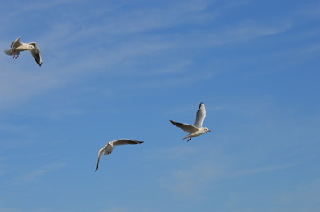 mouette