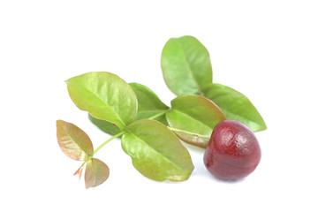 Ripe cherry with green leaf isolated on white background
