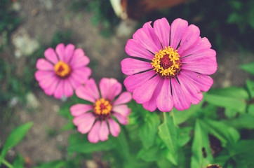 Obraz premium Pink Gerbera Vintage And Retro Style