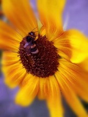 жёлтый подсолнух,растения,пчела,яркий цвет,позитив