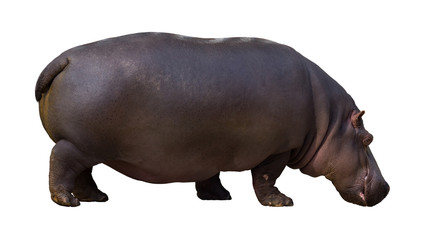 Male hippopotamus
