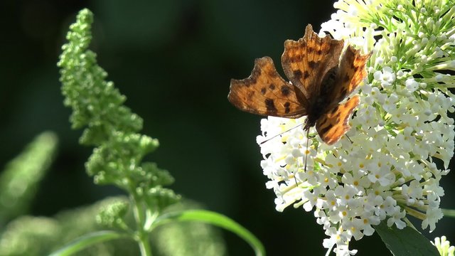 Butterfly on white flower