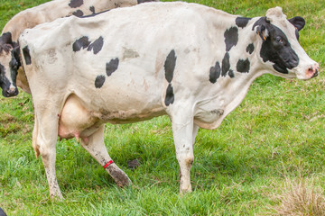 vache pie noire holstein au pâturage