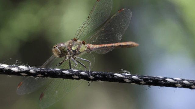 Dragonfly /Dragonfly on clothesline close-up