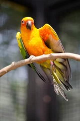Foto op Plexiglas macow /  macow parrot on the tree © thiraphon