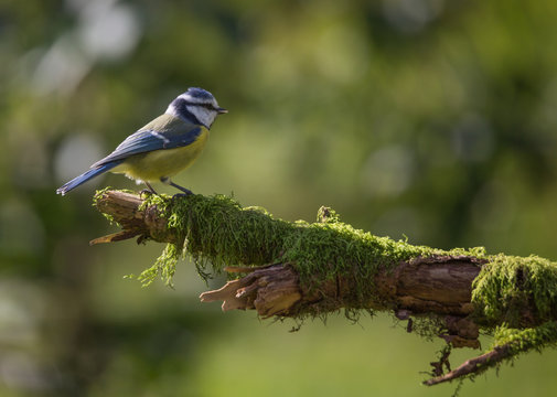 m&eacute;sange bleue