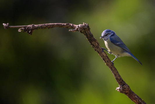 m&eacute;sange bleue