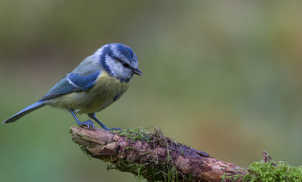 m&eacute;sange bleue