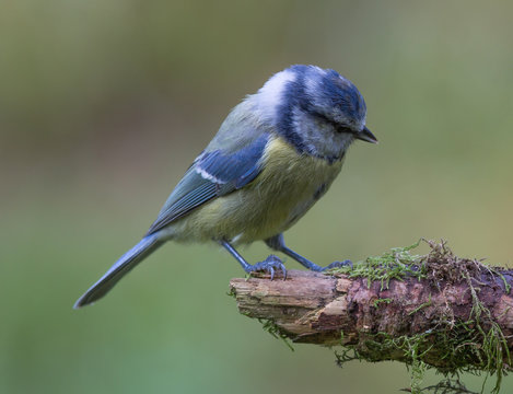 m&eacute;sange bleue
