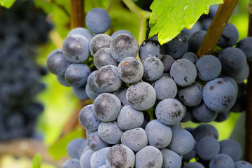 Spätburgunder Trauben