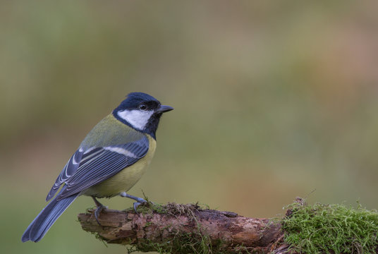 m&eacute;sange charbonni&egrave;re