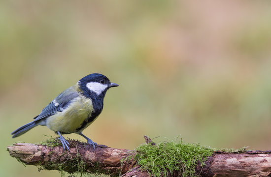 m&eacute;sange charbonni&egrave;re