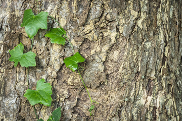 Tree bark texture and ivy