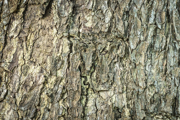 Tree bark texture