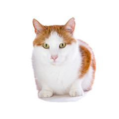 sitzende rot-weisse Katze - Felis silvestris catus