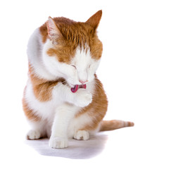 sitzende rot-weisse Katze putzt sich - Felis silvestris catus