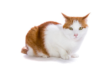 sitzende rot-weisse Katze - Felis silvestris catus
