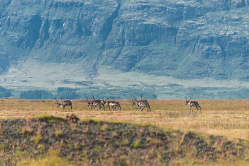 Obraz premium Wild reindeers at summer time on Iceland