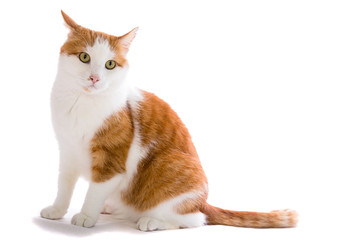 sitzende rot-weisse Katze beobachtend - Felis silvestris catus