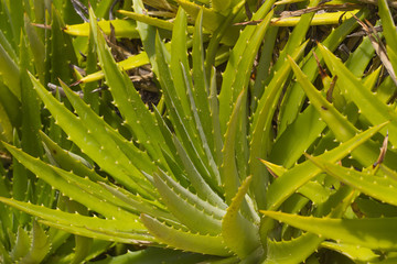 Fototapeta na wymiar Leaves of medicinal aloe vera plant on ground