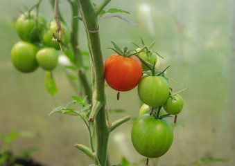 Помидоры краснеют