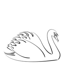 Naklejka na ściany i meble Sketched swan. 