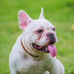 French Bulldog Male Portrait