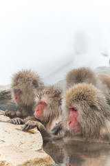 Fototapeta premium 露天風呂のおさるさん monkeys enjoying an outdoor bath
