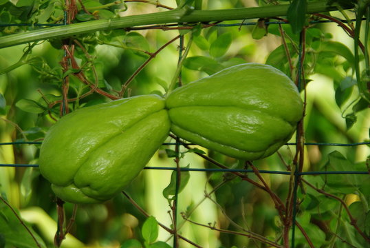 Fruits jumeaux de Chayotte,cultiv&eacute;s en France.