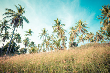 Coconut tree under blue sky