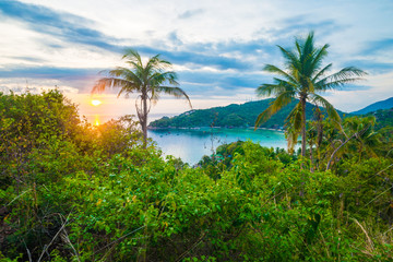 Coconut tree under blue sky