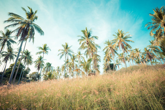 Coconut tree under blue sky © themorningglory