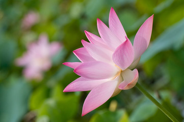 Beautiful lotus