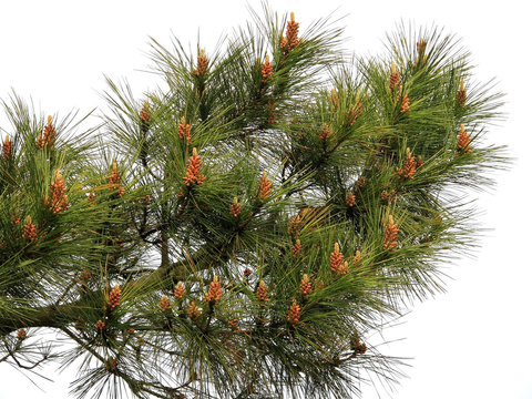 Pine cones / Colourful image of Brownish green pine cones set against the green spikey leaves