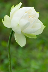 White Lotus