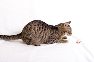 graue getiegerte Katze pirscht sich an