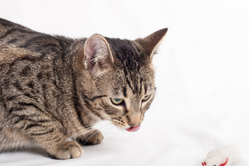 graue getiegerte Katze beim Spiel