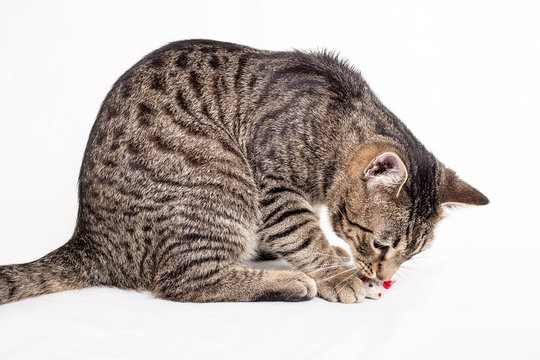 graue getiegerte Katze spielt mit Stoffmaus