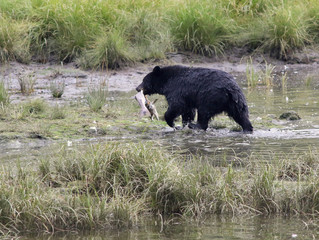 Black Bear with a Snack