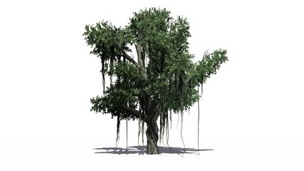 Chinese Banyan tree - isolated on white background