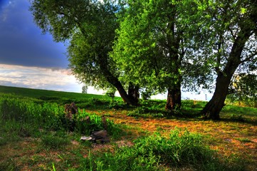 Drei Bäume auf einer Wiese
