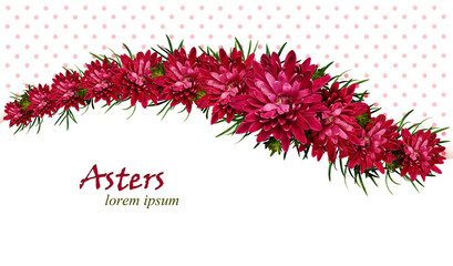 Aster flowers background