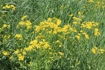 Fototapeta premium Yellow flowers