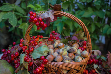 Autumn still life, harvest basket
