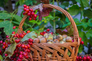 Autumn still life, harvest basket